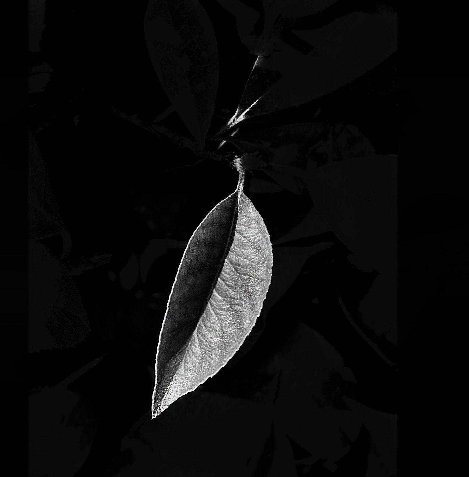 London Photography Awards Winner - Leaf of Life