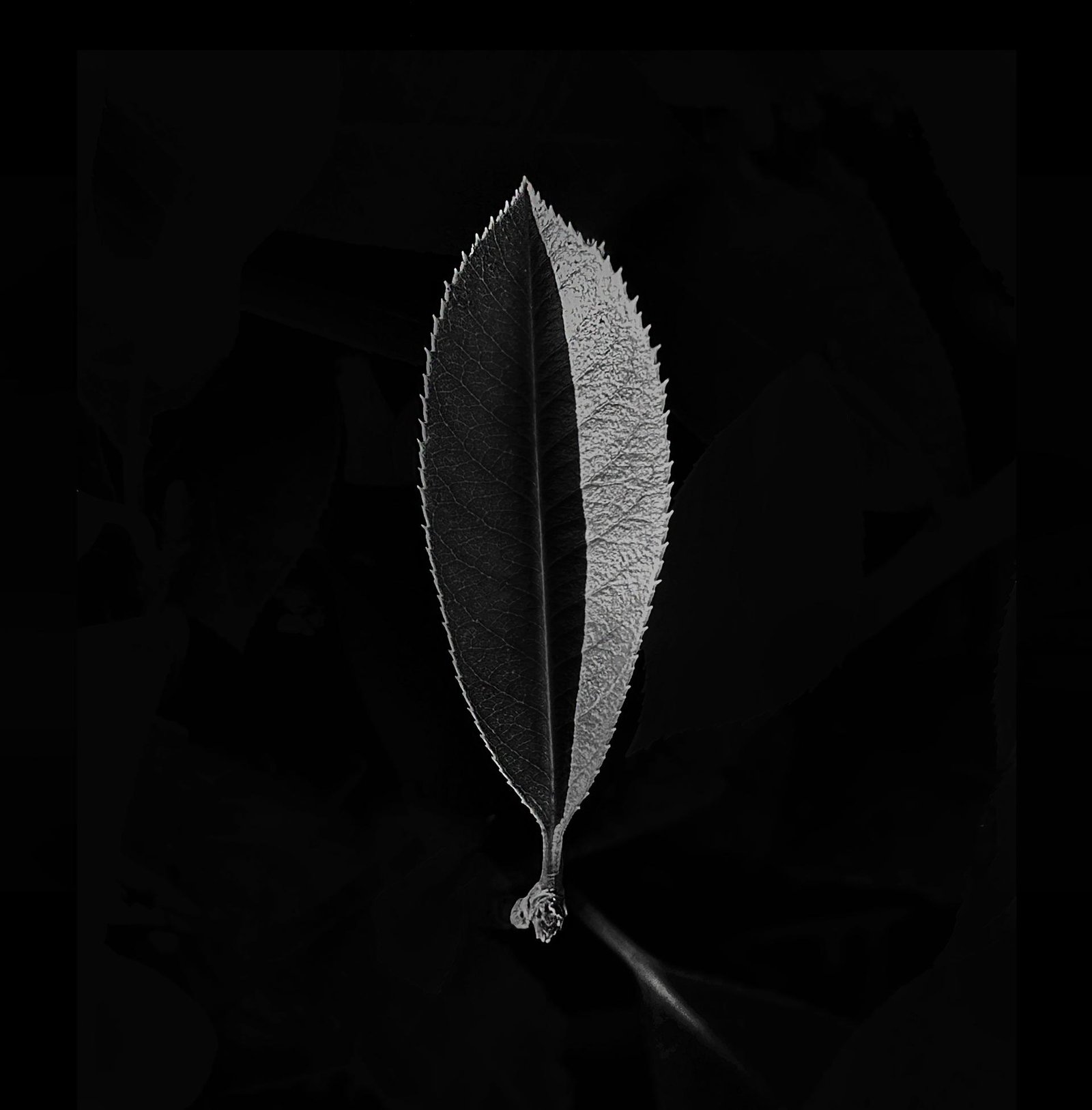 London Photography Awards Winner - Leaf of Life
