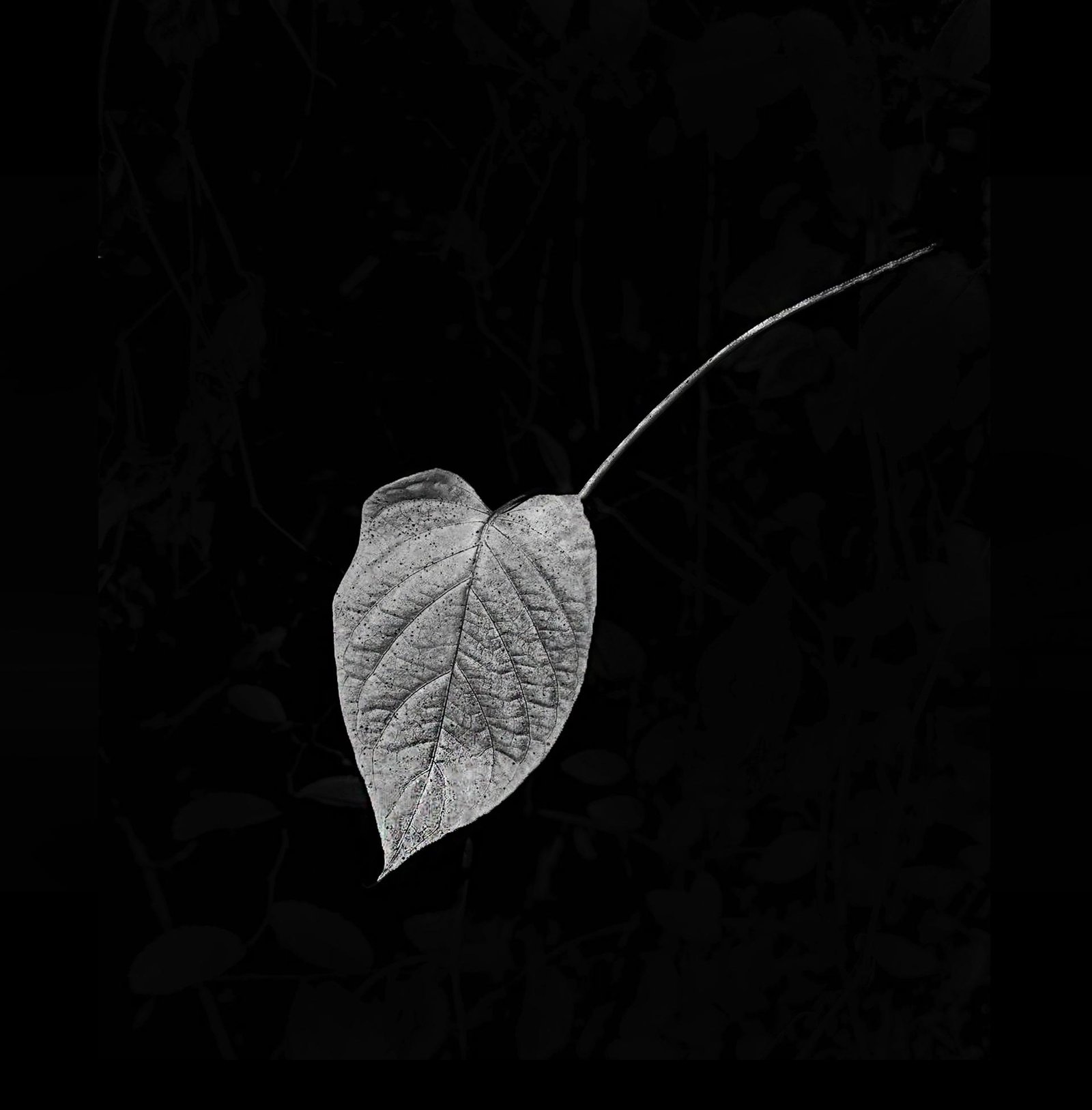 London Photography Awards Winner - Leaf of Life