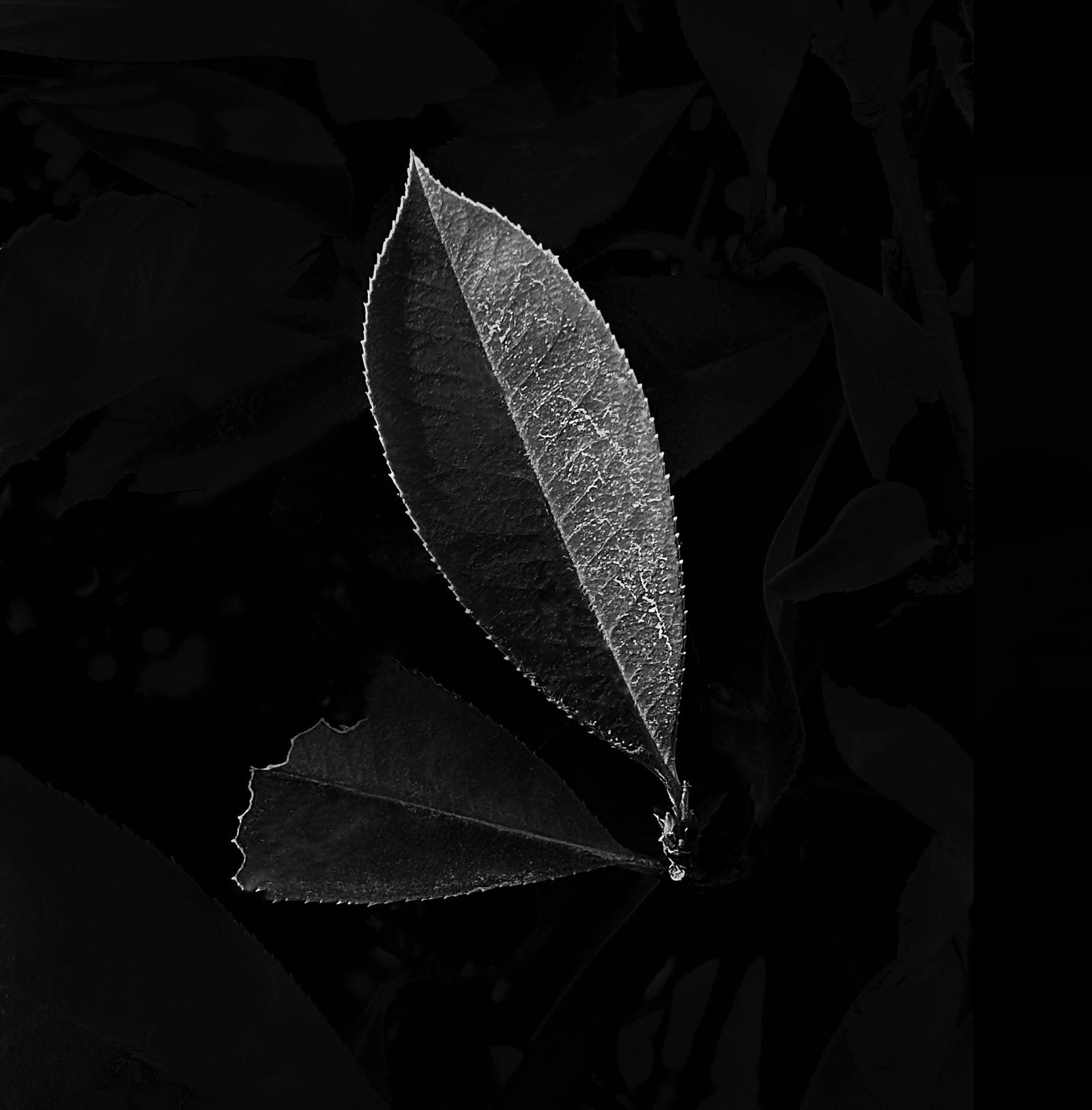 London Photography Awards Winner - Leaf of Life