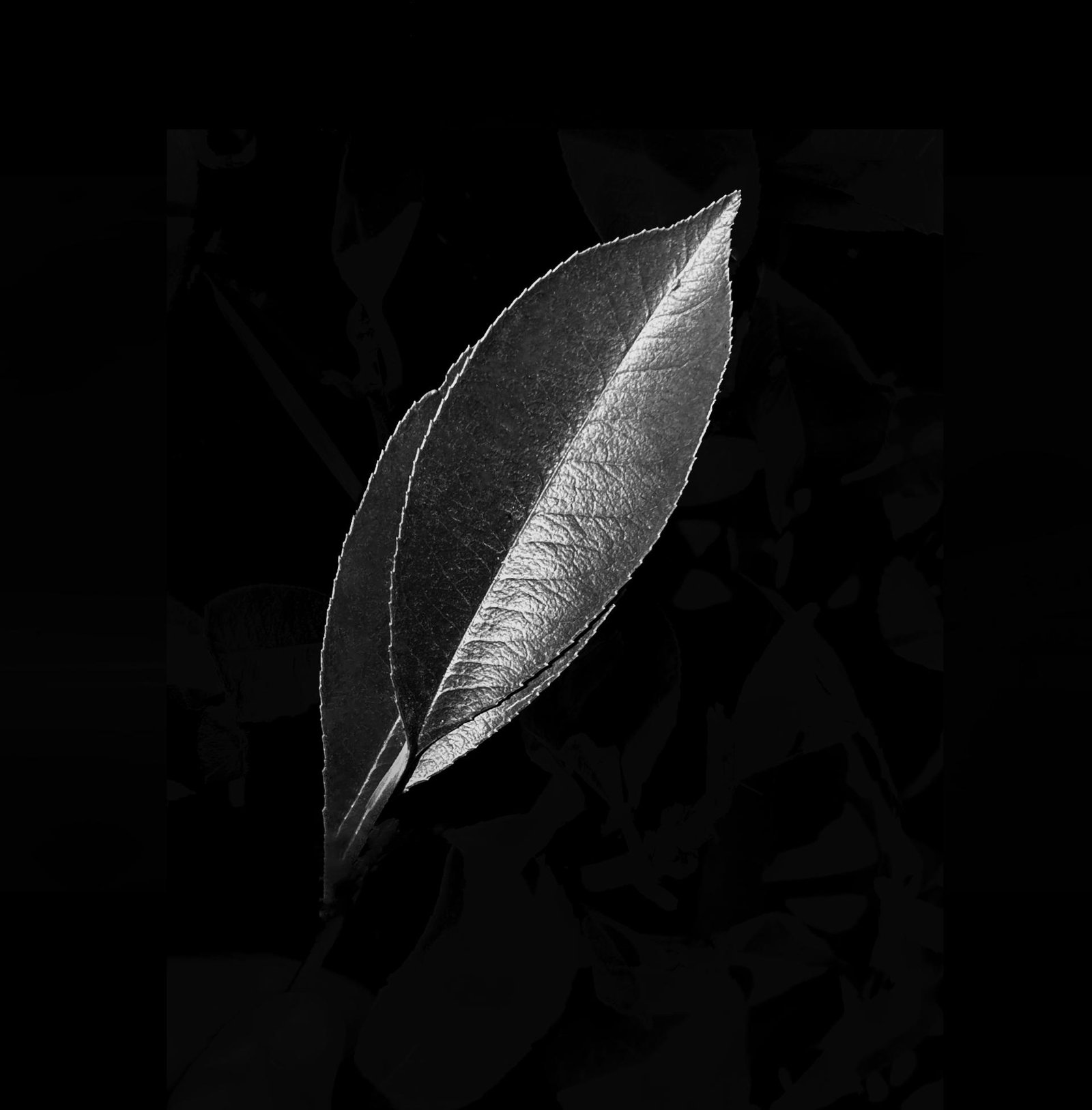 London Photography Awards Winner - Leaf of Life