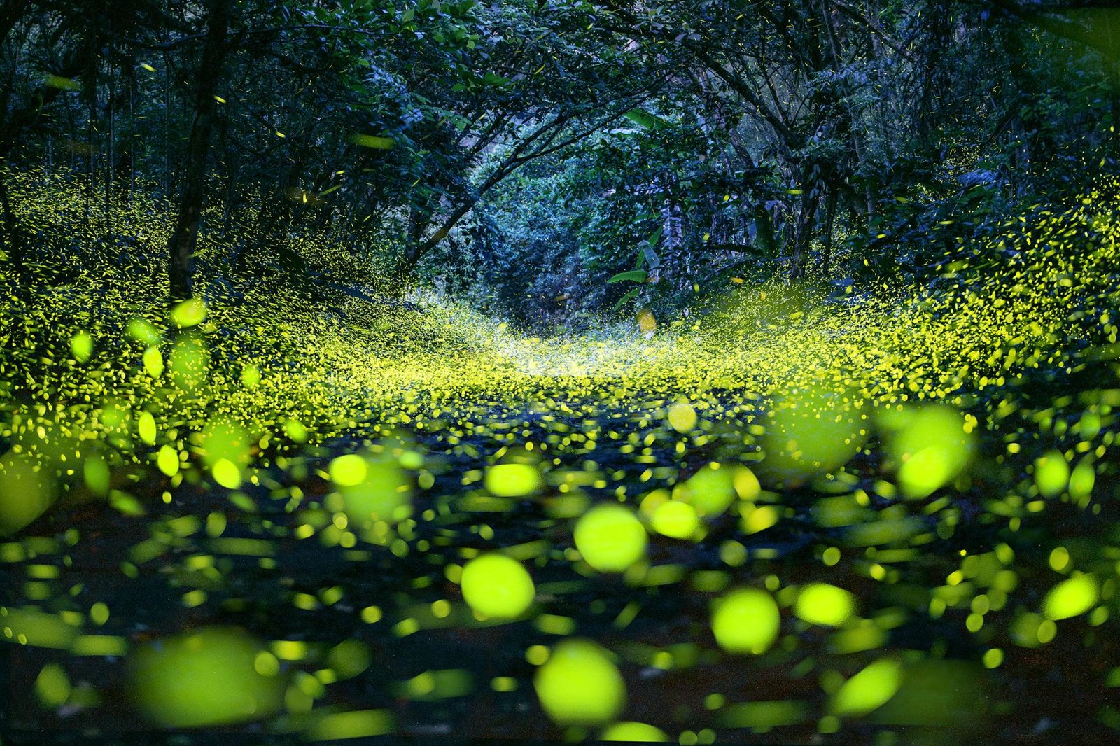 London Photography Awards Winner - Glowworm Cave