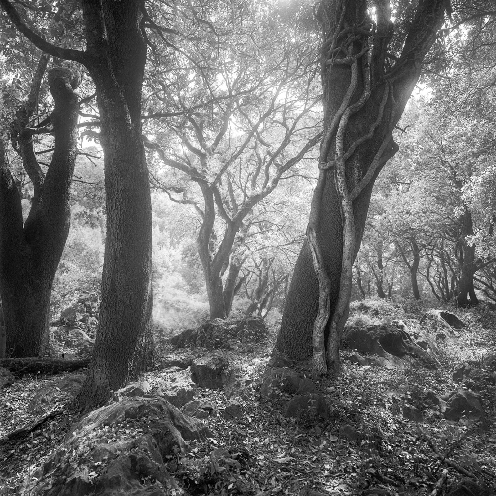 London Photography Awards Winner - PRINCIPALITY OF ASTURIAS NATURAL PARKS (NW SPAIN)