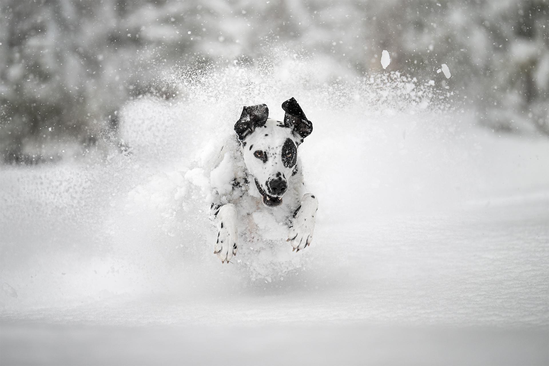 London Photography Awards Winner - Powdered Dreams