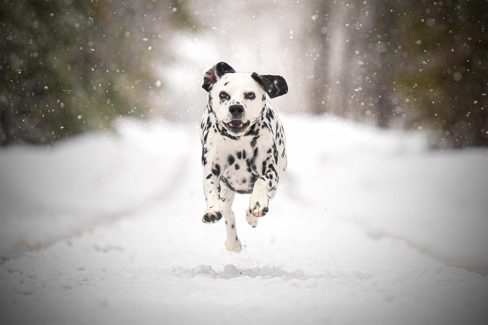 London Photography Awards Winner - Snow Fall Sass
