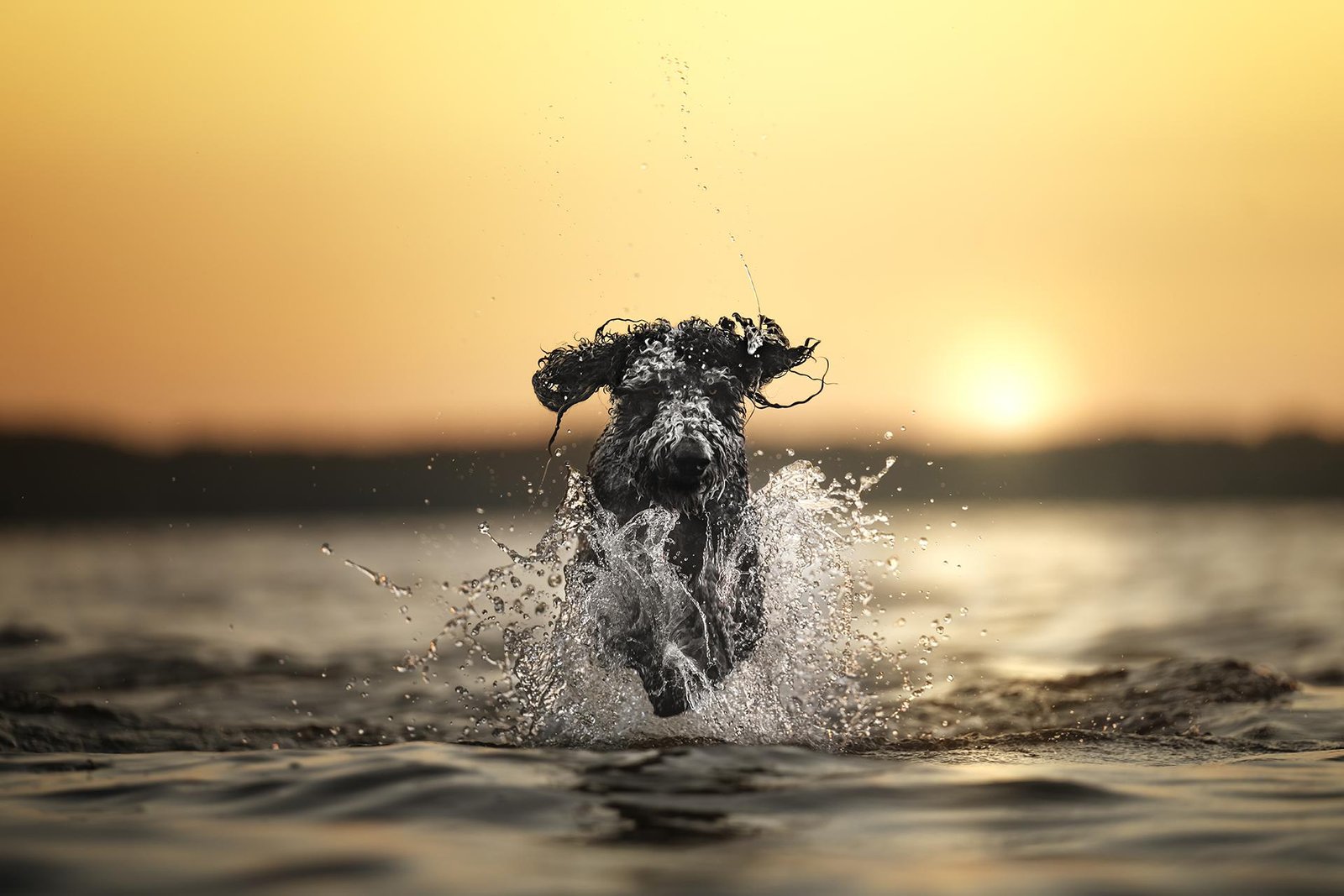 London Photography Awards Winner - Sun Kissed Splash
