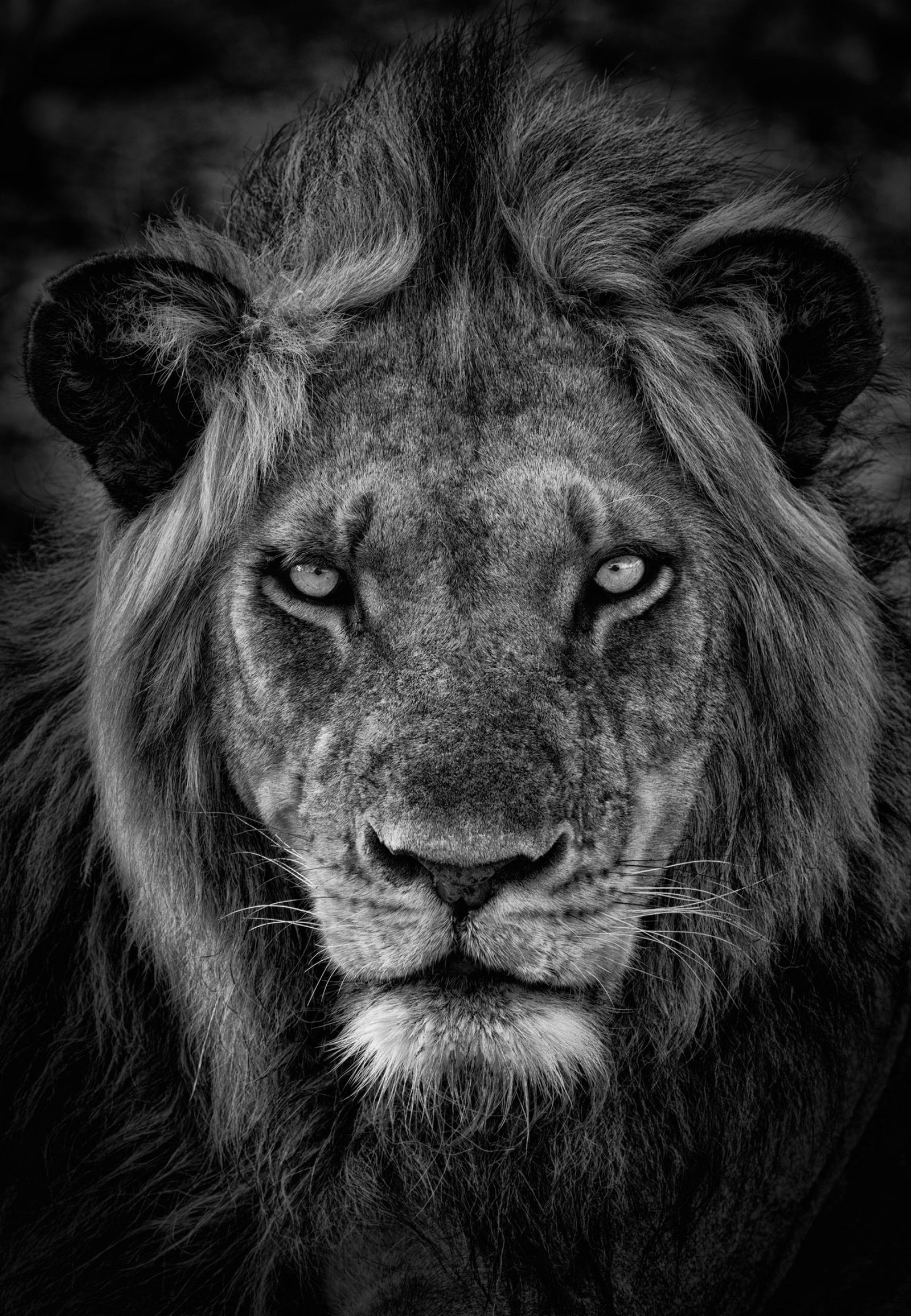 London Photography Awards Winner - Pride BW