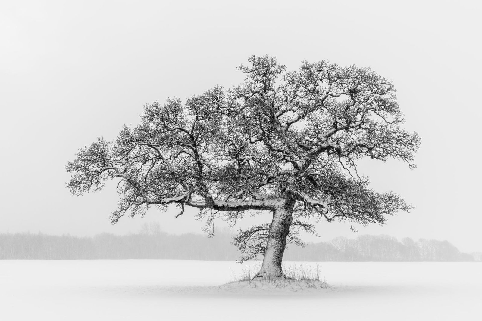 London Photography Awards Winner - Against the Snow