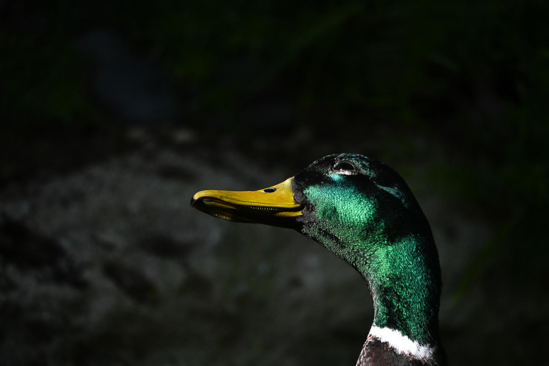 London Photography Awards Winner - Saint Duck 